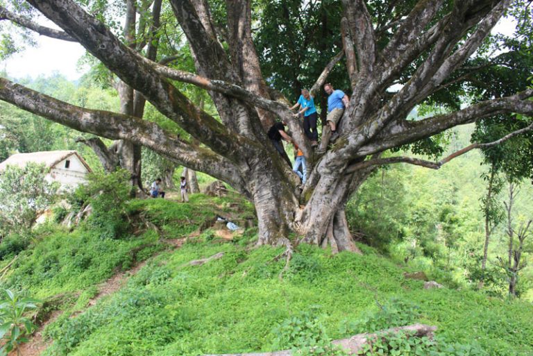 The Sacred Fig Tree of Nepal Peoples of Nepal
