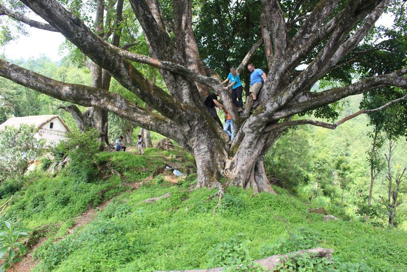 the-sacred-fig-tree-of-nepal-peoples-of-nepal